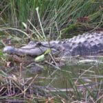 Lagi, Warga Diterkam Buaya di Sungai Tugondeng