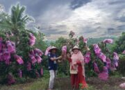 Wisata Kebun Lengkeng Bulukumba Ini Siap Manjakan Pecinta Buah Segar